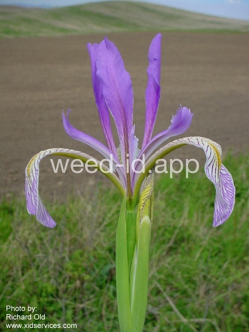iris, Rocky Mountain